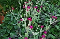 Fiori, Piante, natura_35